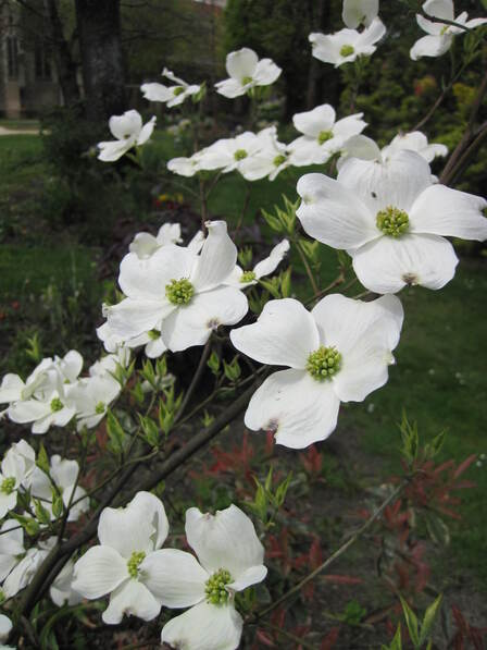 cornouiller à fleurs blanches et à feuillage panaché ' Daybreak '
