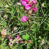 Pédiculaire arquée (Pedicularis gyroflexa)