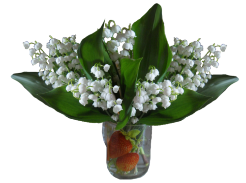 Muguet