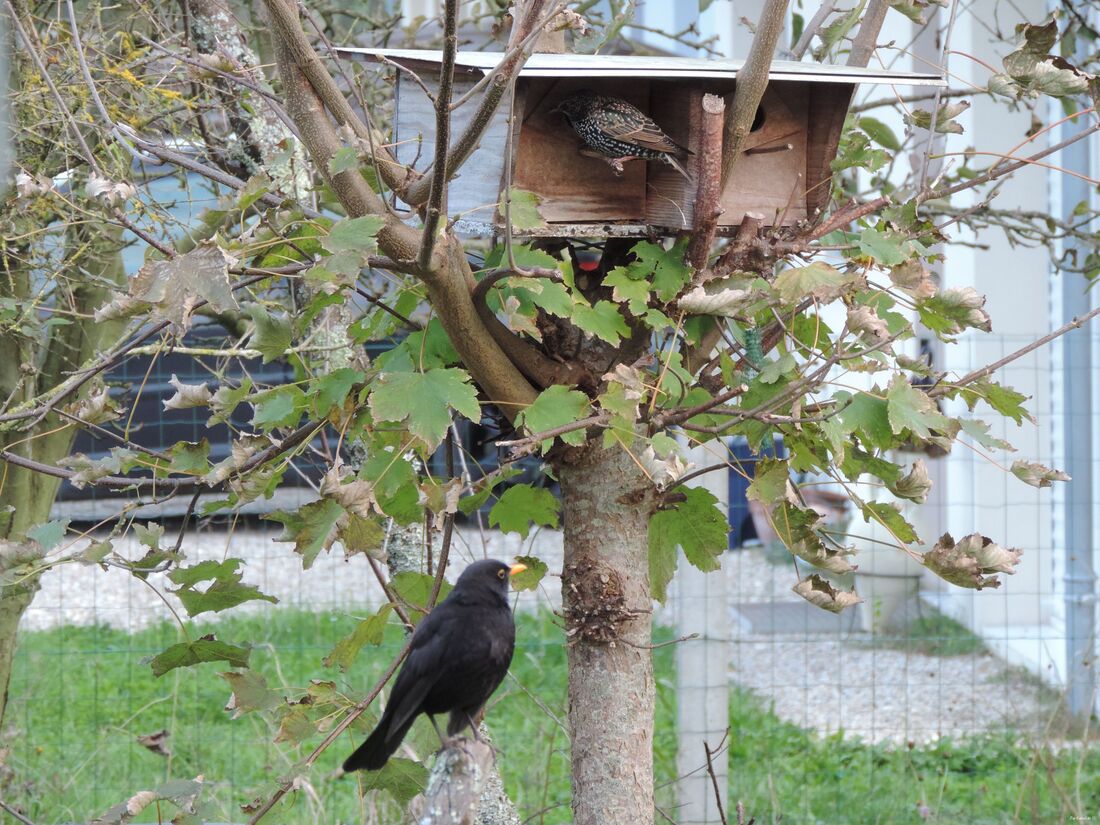 une grive qui se prenait pour une mésange !