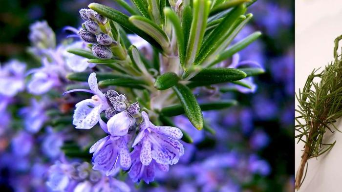 Les délicieuses herbes aromatiques et leurs vertus