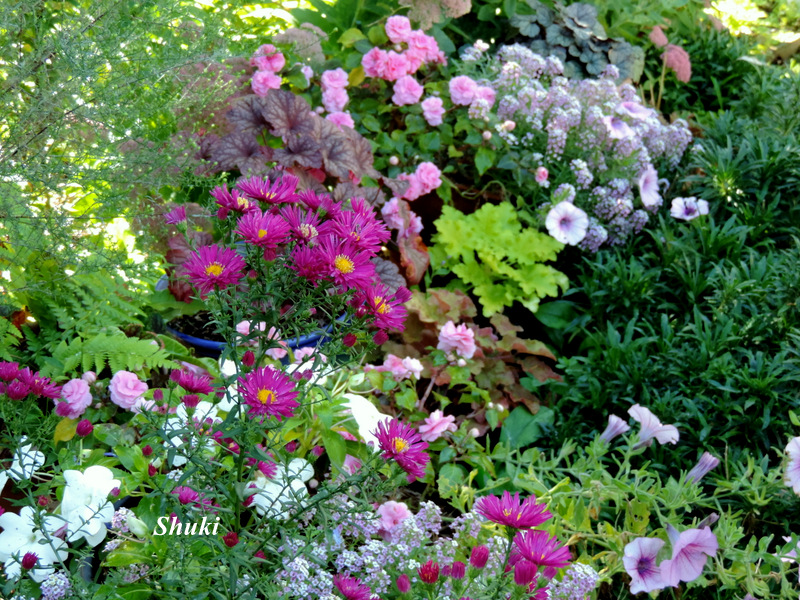 Le jardin et ses couleurs d'automne...