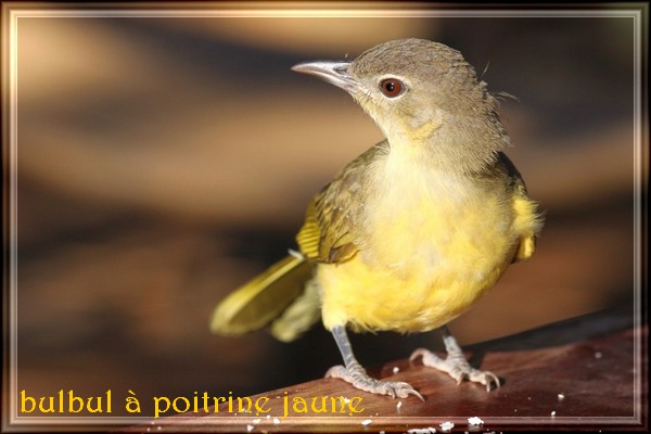 Bulbul à poitrine jaune 