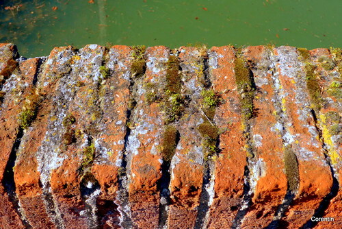 Canal du Midi : les briques du pont ... 2