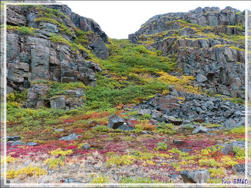 La flore très colorée d'Edinburgh Island - Nunavut - Canada
