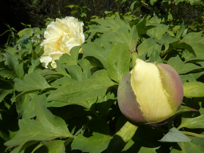 Pivoines arbustives jaunes