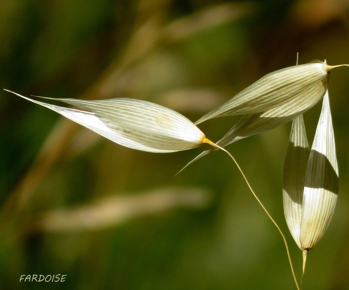 Capture d'herbes folles 