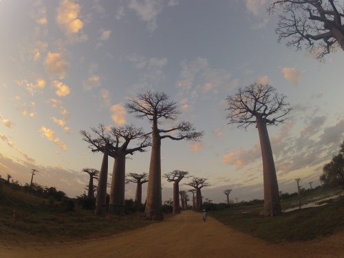 Allée des Baobabs!