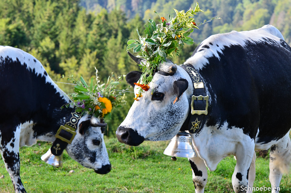 transhumance alsace vosges