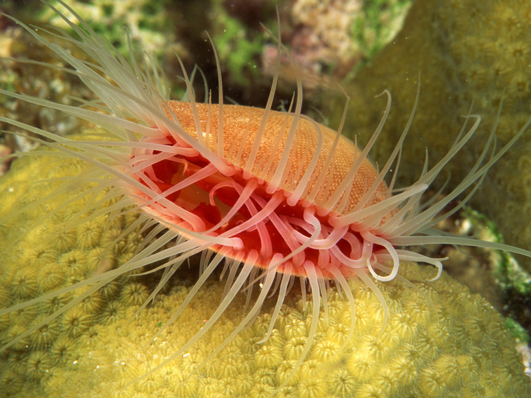 Les Habitants de l'Océan:  15 images