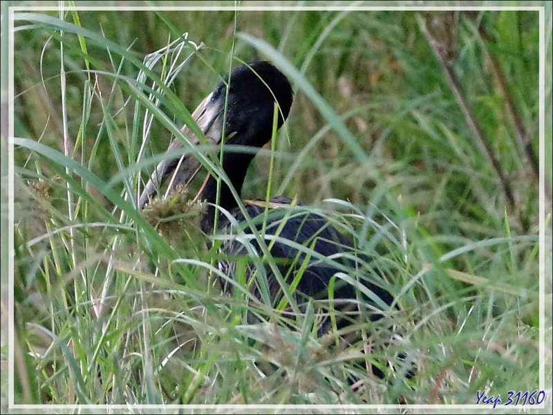 Bec-ouvert africain, African Openbill (Anastomus lamelligerus) - Fleuve Zambèze - Zimbabwe