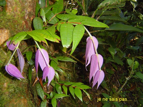 BORNÉO, le Parc National de Kinabalu