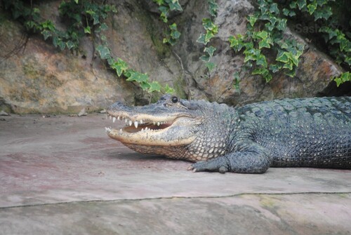 L'alligator du Mississippi.