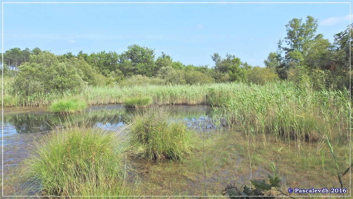 Les lagunes du Gat-Mort - Juillet 2016 - 4/5