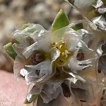 Paronychia argentea  *  paronyque argentée