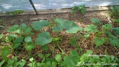 Le jardin en ce début