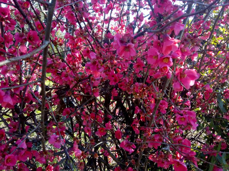 Le cognassier du Japon (une belle floraison)