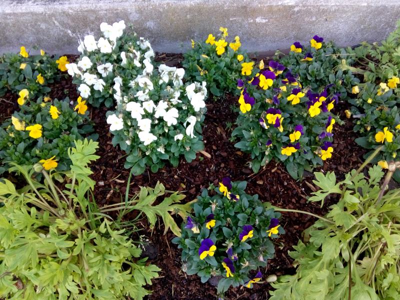 Toulenne (Gironde) ville fleurie