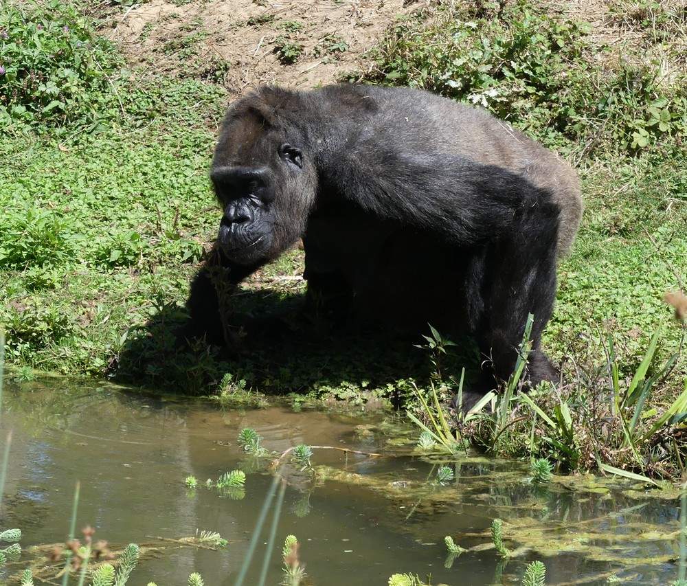 Les gorilles de la Vallée des Singes à Romagne : Dos Argenté...