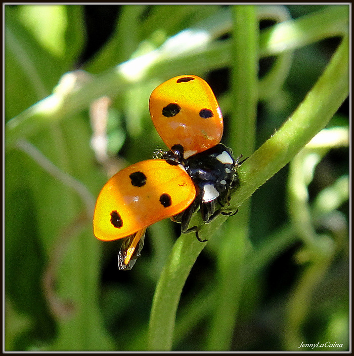 Coccinelle fitness