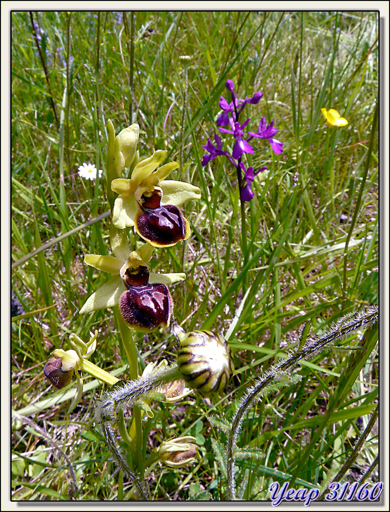 Ophrys (Orchidée) - Aurignac - 31  (Flore) 