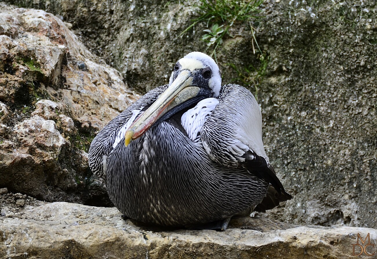 Pélican thage