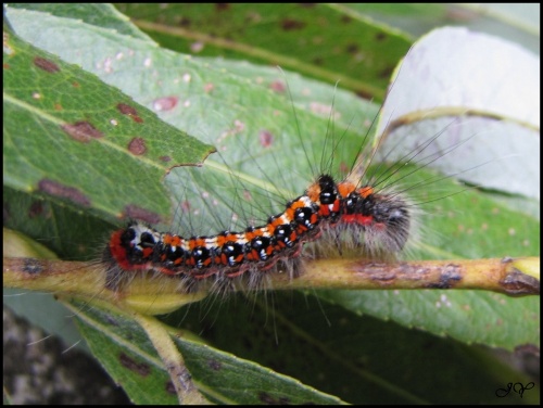 Acronicta tridens