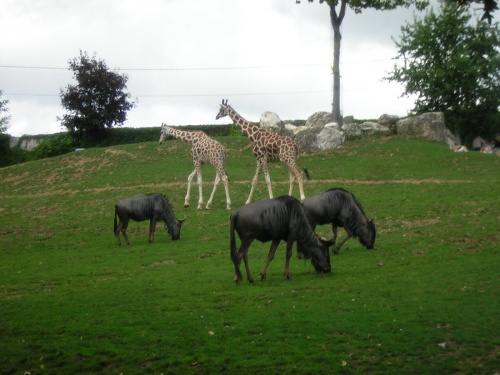 PARC ZOOLOGIQUE DE BEAUVAL EN SOLOGNE