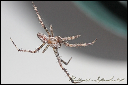 Araneus diadematus