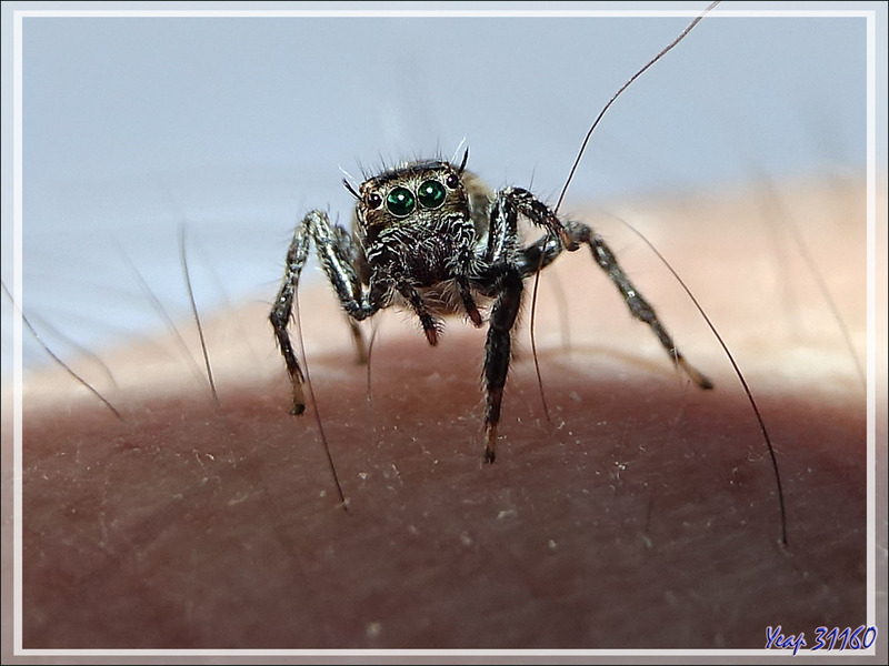 Minuscule araignée saltique (Araignée sauteuse) - Nosy Be - Madagascar
