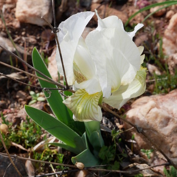 Iris blanc