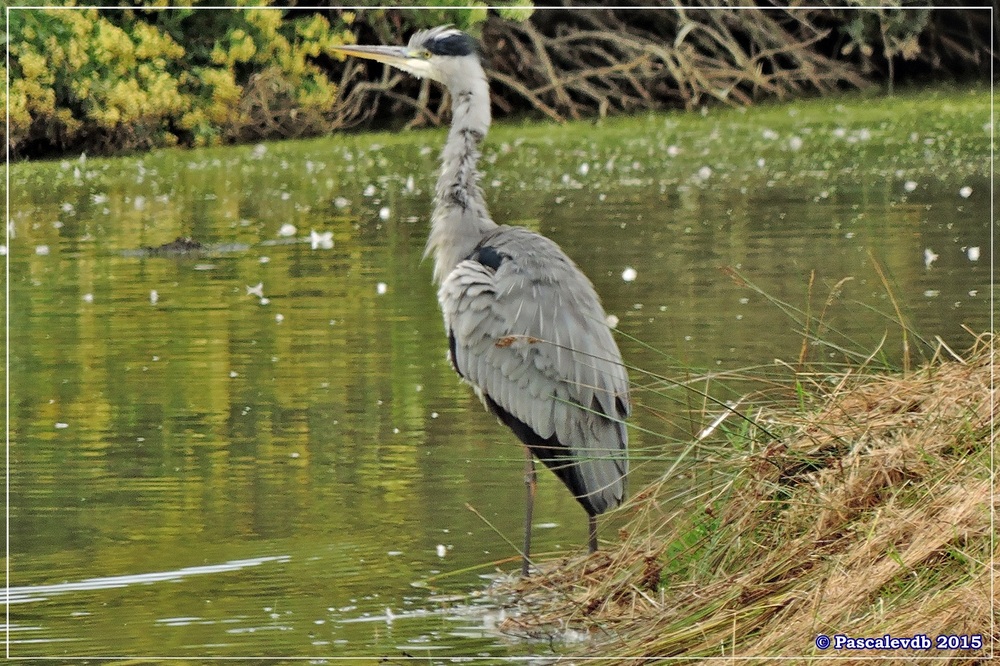 Réserve ornitho du Teich - Septembre 2015 - 5/6