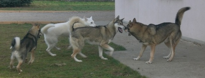 Elevage de Husky Sibérien de Travail LOF en Isère