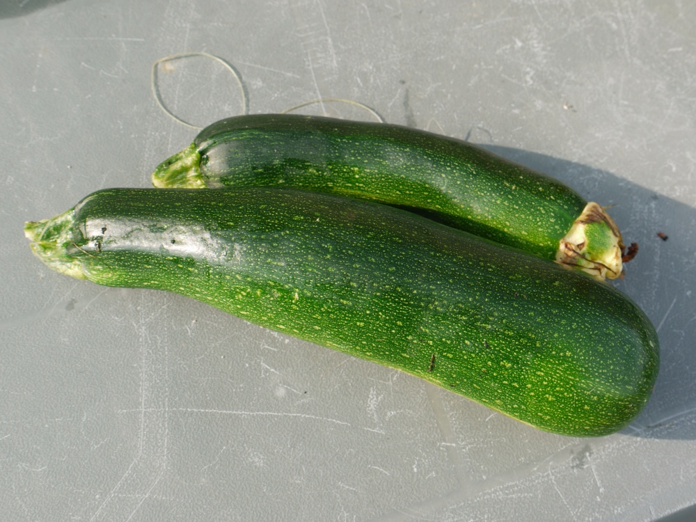 LES COURGETTES SE CACHENT POUR MURIR