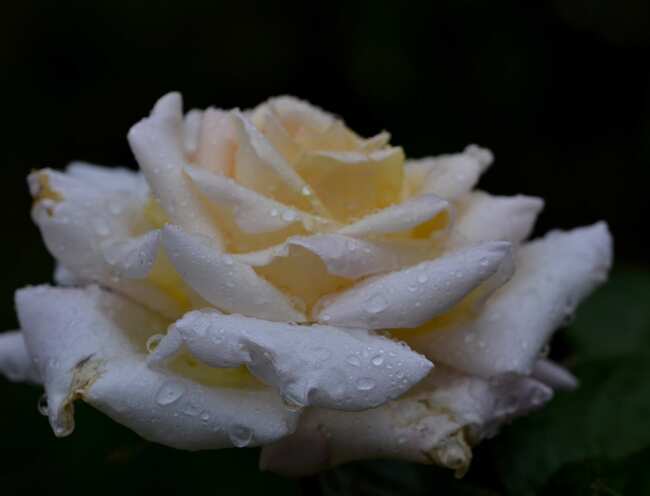 Roses sous la pluie. Avec le déluge, elles sont toutes fanées mais refleuriront.