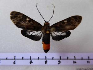 Euceron
