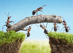 Leçons des fourmis dans la Bible