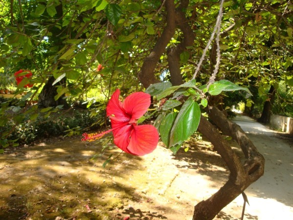 Palerme, Jardin botanique, 9