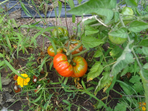 Comment bien faire pousser les tomates ?