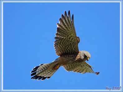 Faucon crécerelle en "vol du Saint-Esprit", Common Kestrel (Falco tinnunculus) - La Couarde-sur-Mer - Ile de Ré - 17