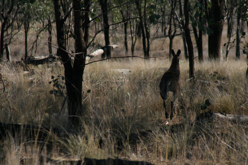 O Wallaby Style 