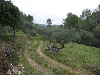 Le long de l'oliveraie