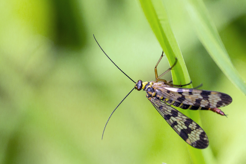 La Mouche Scorpion (Panorpa communis)