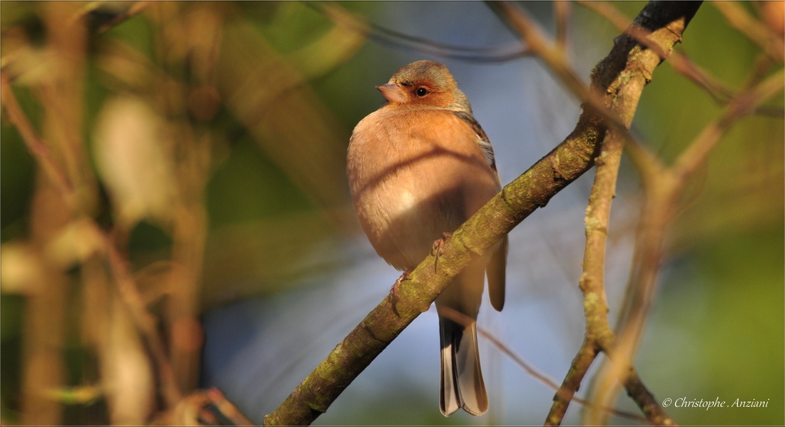 Pinson des arbres ♂