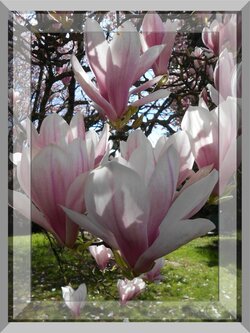 Ah ! un air de printemps pour la semaine prochaine