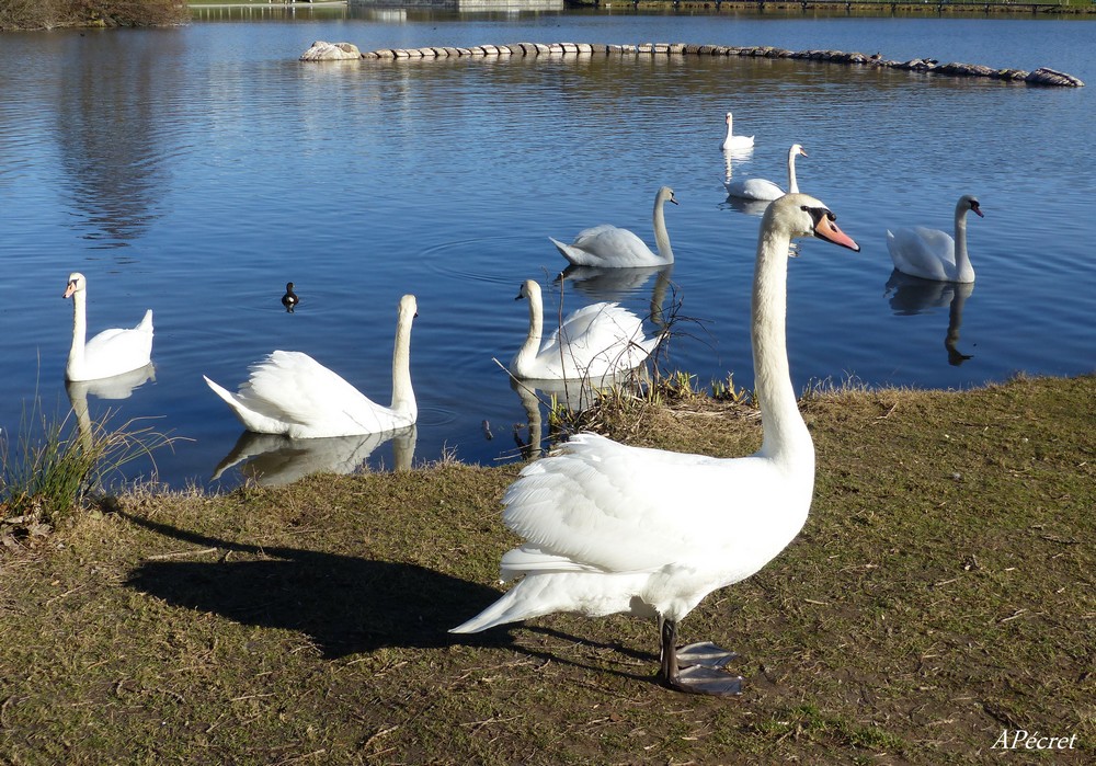 Les cygnes sont de retour au parc St-Pierre