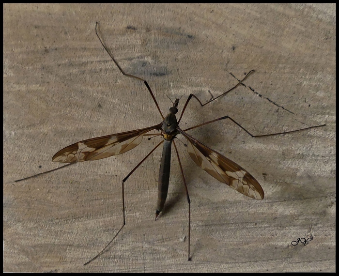 Larve de Tipula maxima.