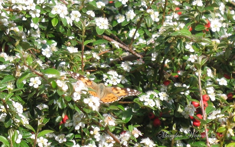 Beblenheim (68) : Promenade dans le parc (suite)