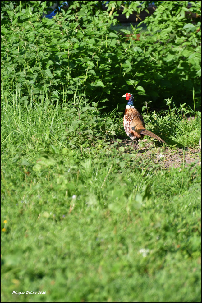 La vie à la campagne (3)