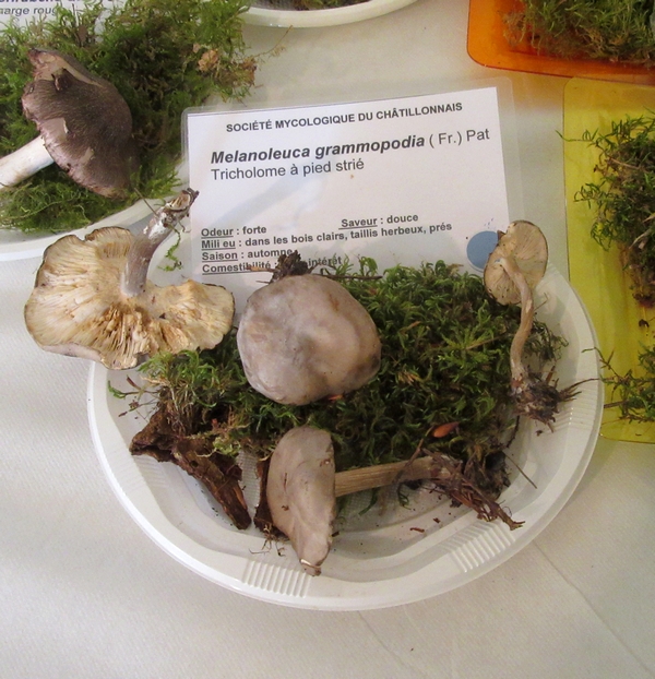 Une belle exposition de champignons organisée par la Société Mycologique du Châtillonnais